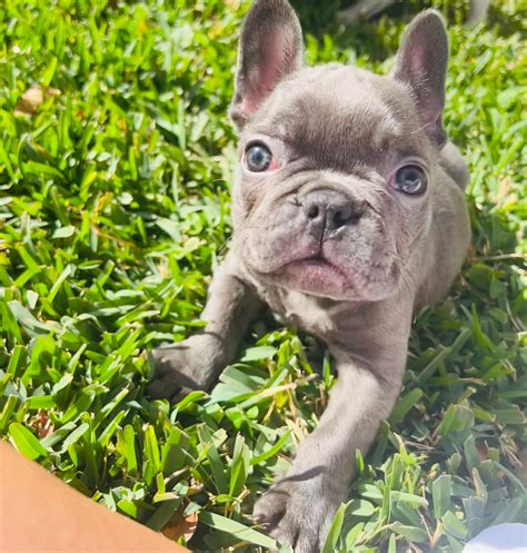 french bulldog atlanta ga|More.